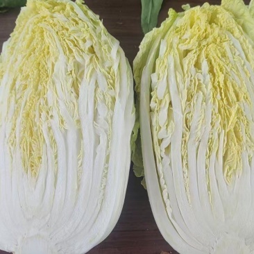 精品大白菜上市，质量保证，货源充足，欢迎老板们看货下单。