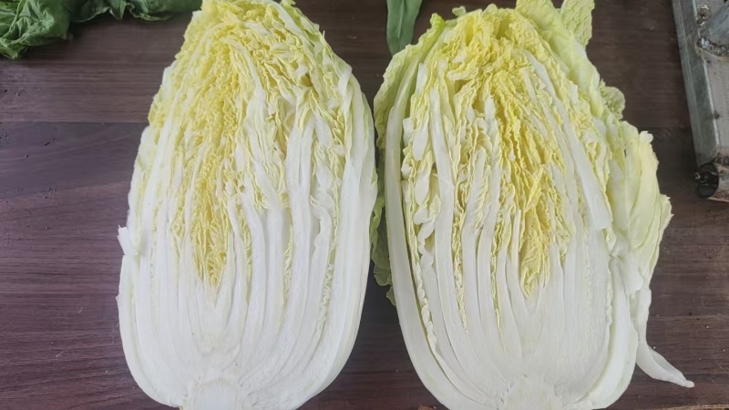 精品大白菜上市，质量保证，货源充足，欢迎老板们看货下单。