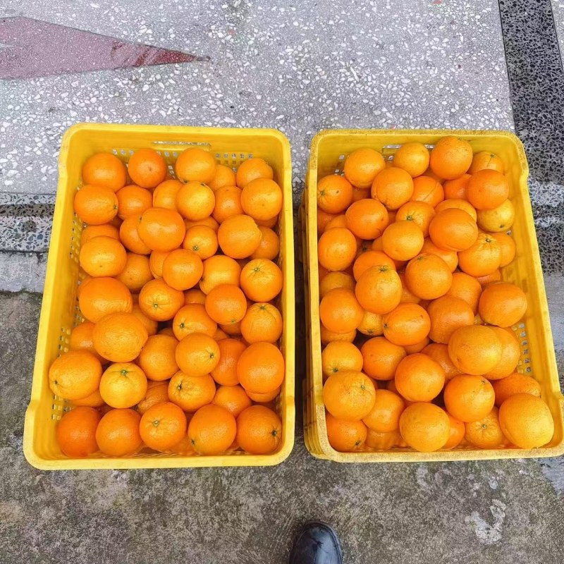 夏橙
