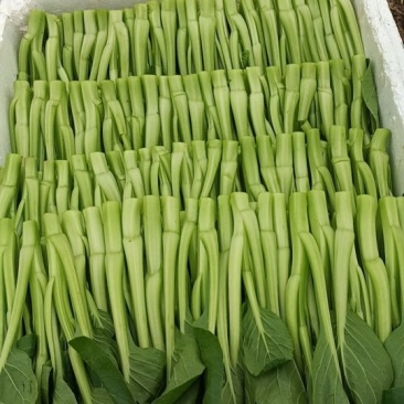 菜心白菜