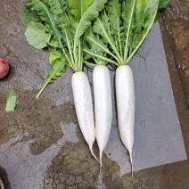 板叶漂亮货