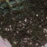 黄鳝