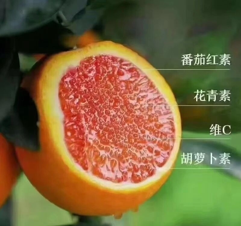 一万斤中华红橙急售，需要多可以来果园看货，包上车