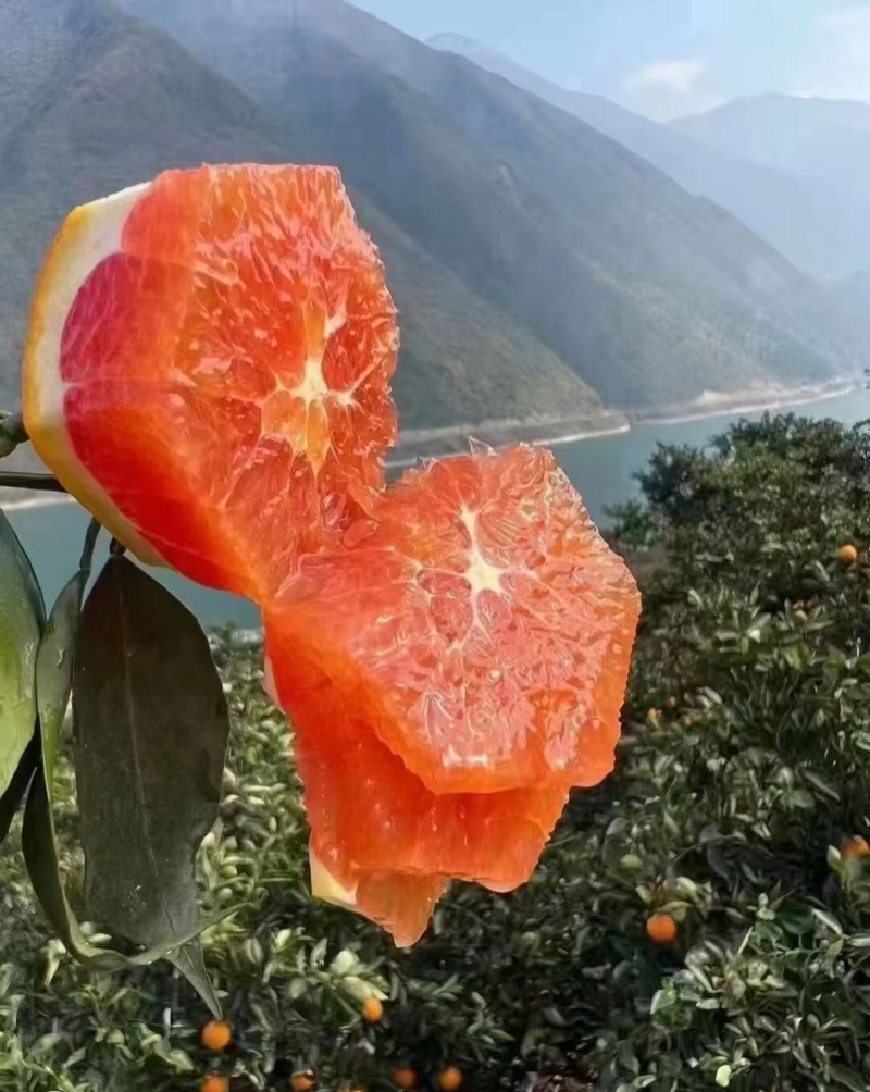 一万斤中华红橙急售，需要多可以来果园看货，包上车