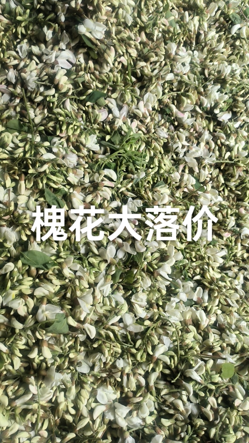 槐花