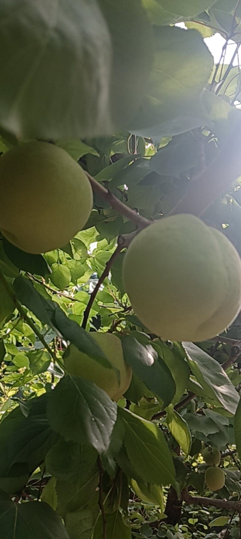 大棚凯特杏4月20上市，果个大，果面好