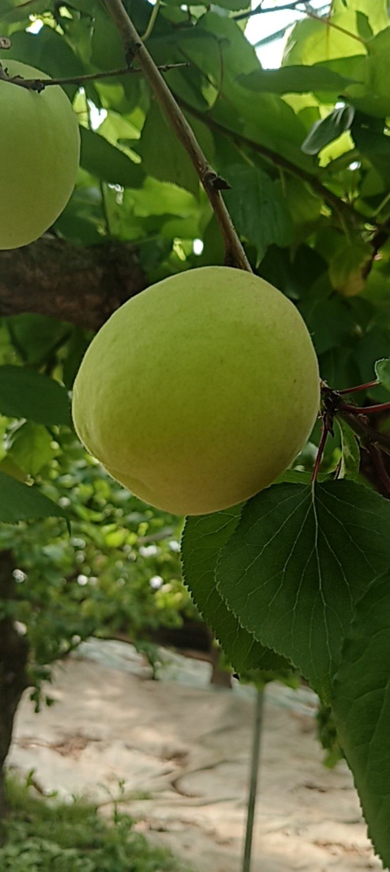 大棚凯特杏4月20上市，果个大，果面好