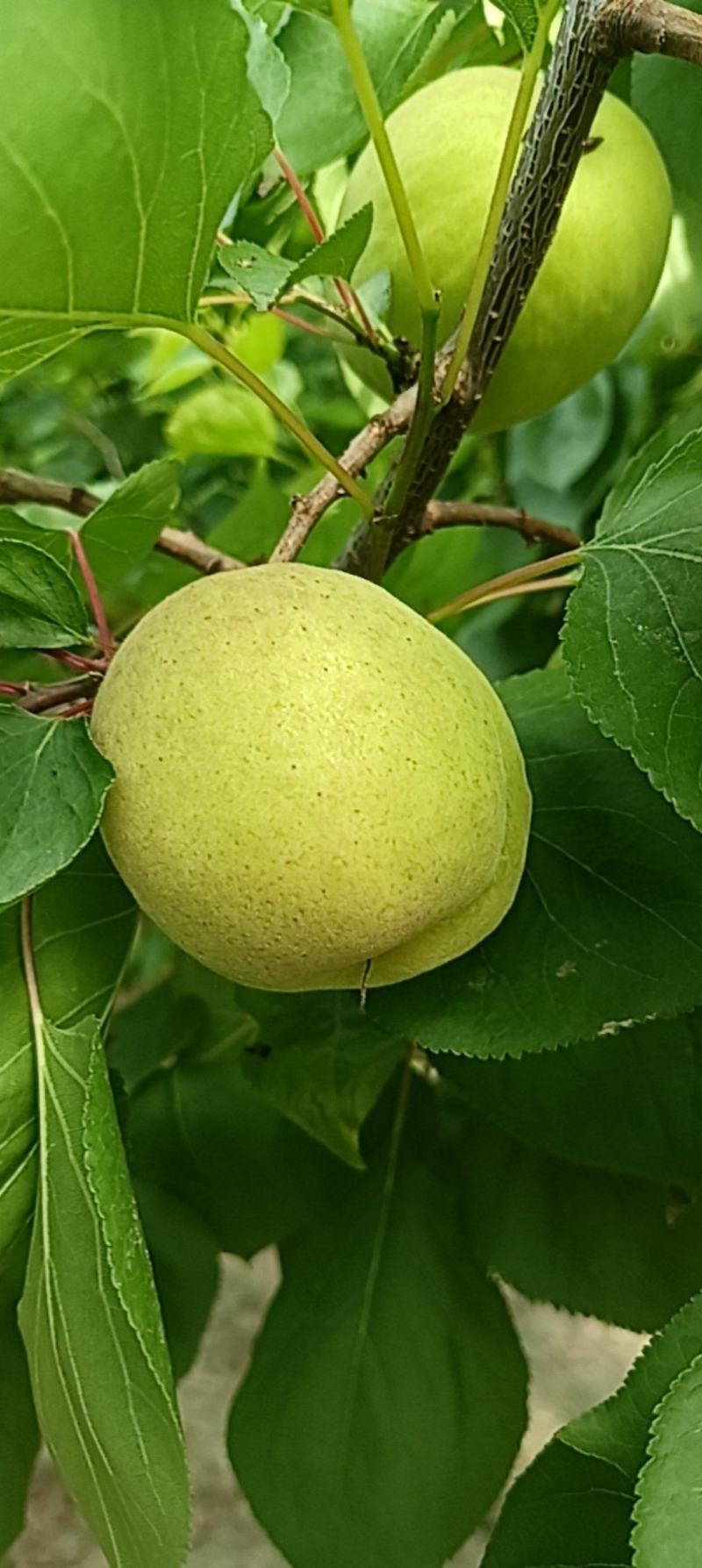 大棚凯特杏4月20上市，果个大，果面好