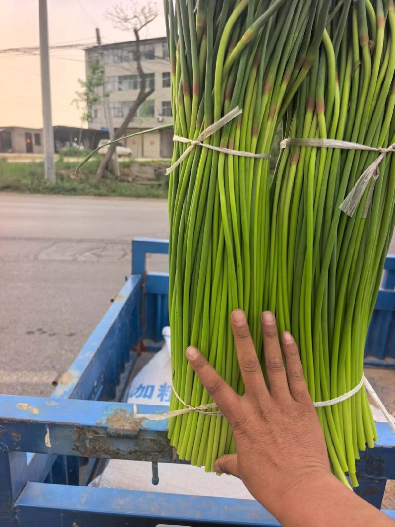 新鲜蒜苔现摘现发一手货源量大从优保质保量