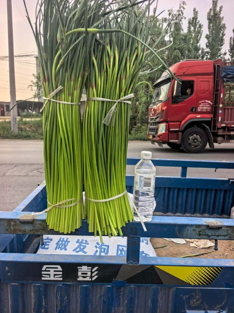 新鲜蒜苔现摘现发一手货源量大从优保质保量