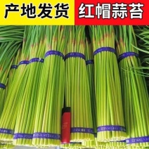 红帽蒜苔产地直供大量批发新鲜无老梗脆嫩爽口品质保证