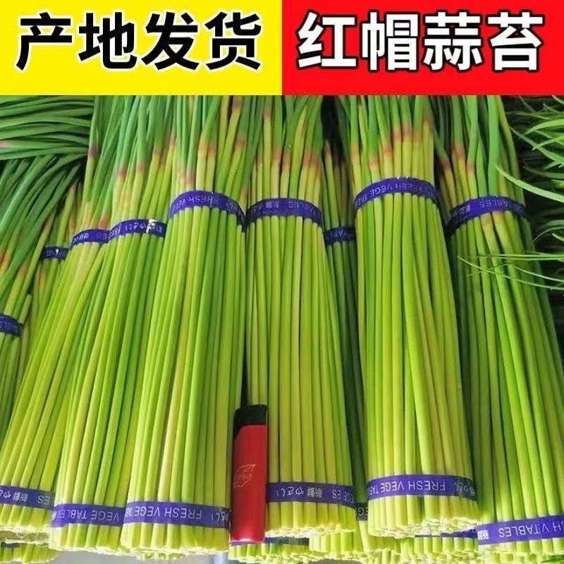 红帽蒜苔产地直供大量批发新鲜无老梗脆嫩爽口品质保证