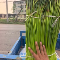 新鲜蒜苔现摘现发一手货源量大从优保质保量