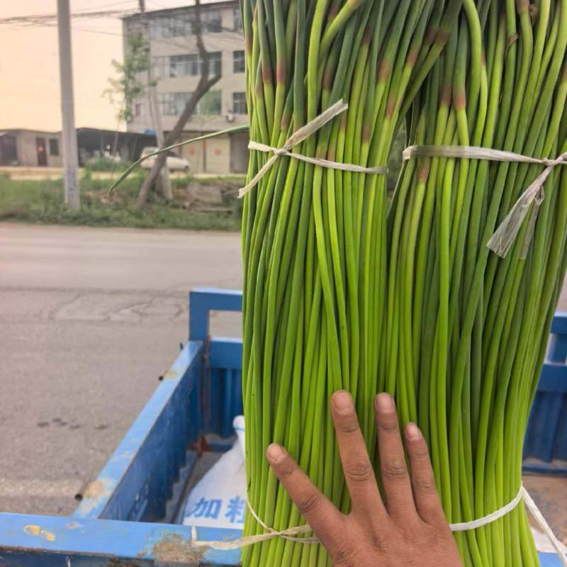 新鲜蒜苔现摘现发一手货源量大从优保质保量