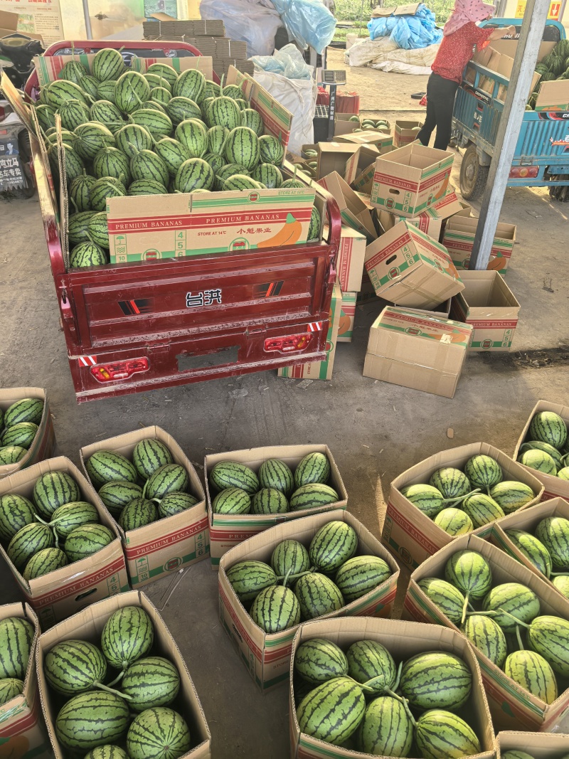 小糖丸西瓜原产地直发一手货源品质保障