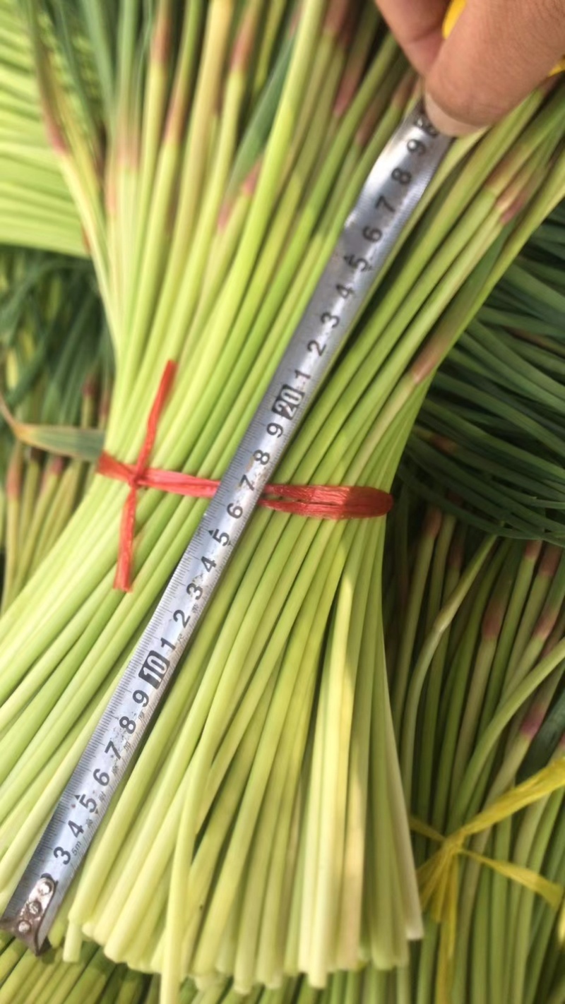 云南新蒜苔下来大量有货，有需要可以联系私信我