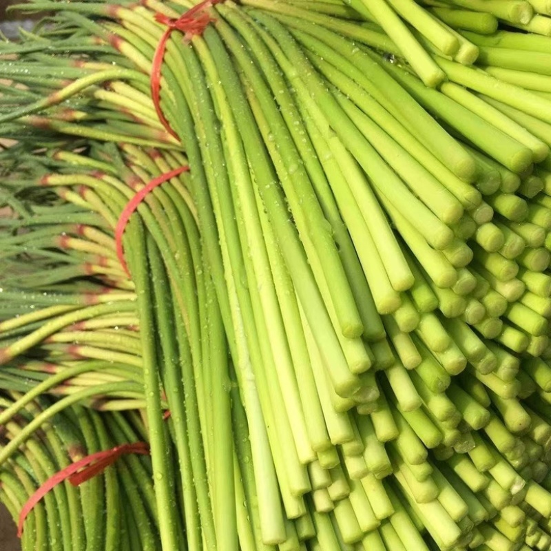 红帽蒜苔产地直供大量批发新鲜无老梗脆嫩爽口品质保证