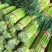 红帽蒜苔产地直供大量批发新鲜无老梗脆嫩爽口品质保证