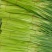 红帽蒜苔产地直供大量批发新鲜无老梗脆嫩爽口品质保证