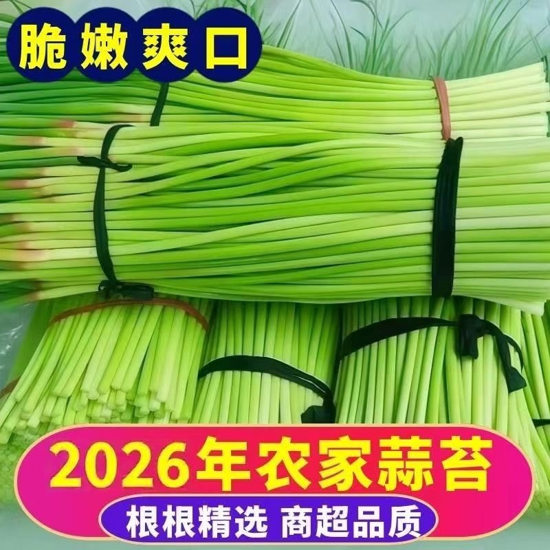 红帽蒜苔产地直供大量批发新鲜无老梗脆嫩爽口品质保证