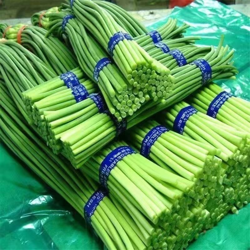 红帽蒜苔产地直供大量批发新鲜无老梗脆嫩爽口品质保证
