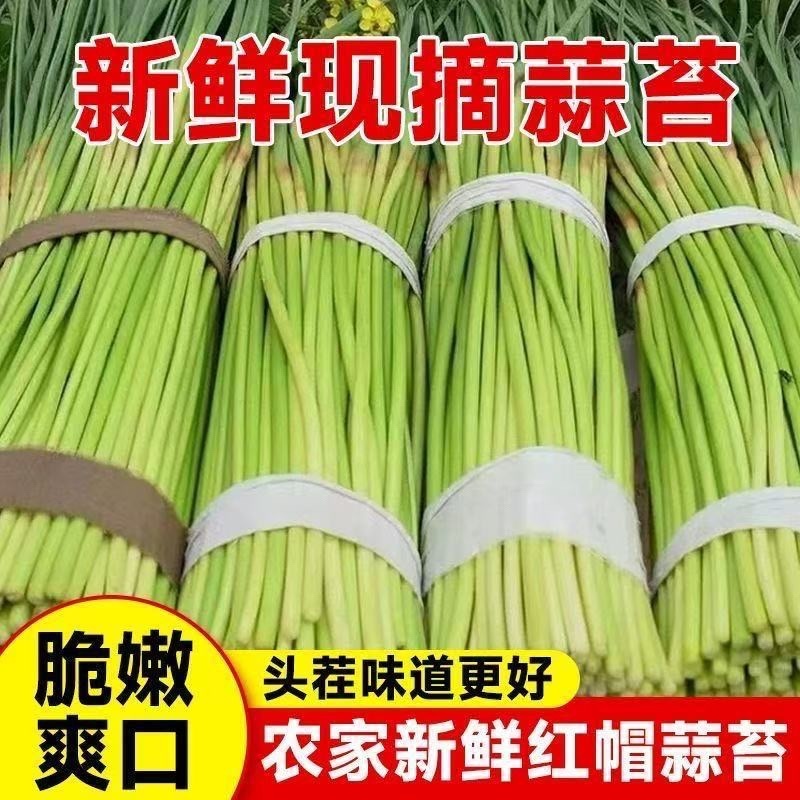 红帽蒜苔产地直供大量批发新鲜无老梗脆嫩爽口品质保证