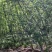 湘西野生石菖蒲