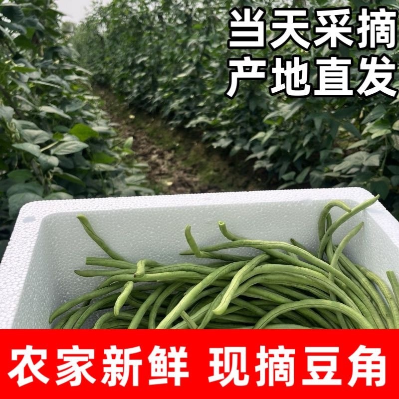 大量供应豆角产地发货规格齐全价格优惠全国发货