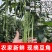大量供应豆角产地发货规格齐全价格优惠全国发货