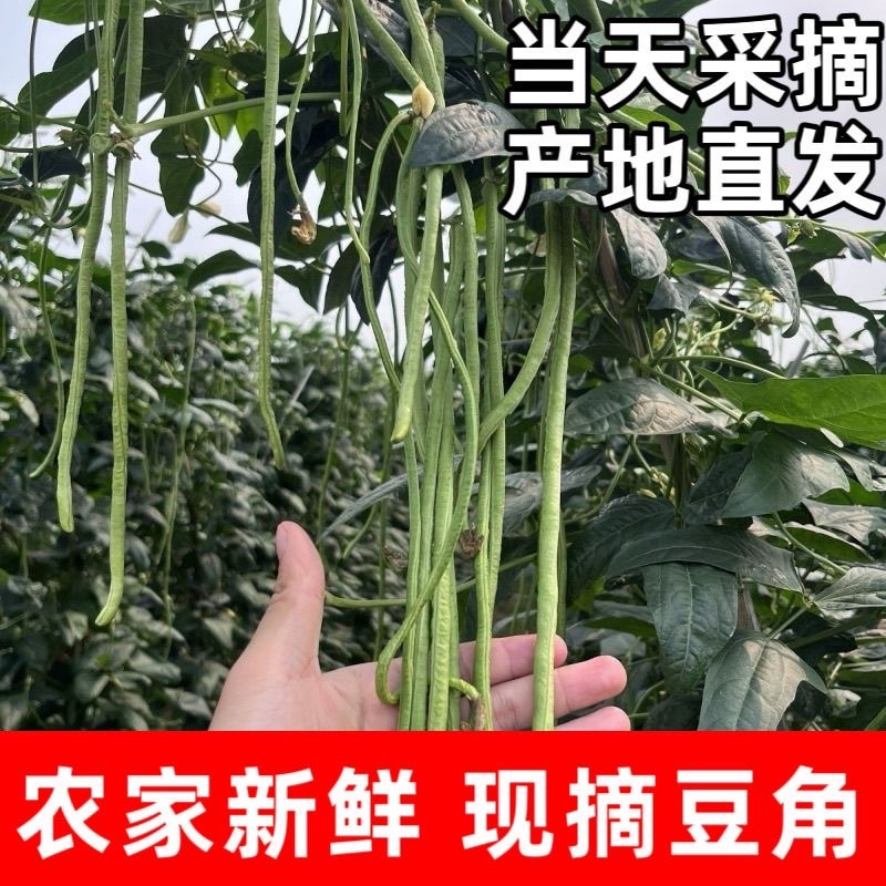 大量供应豆角产地发货规格齐全价格优惠全国发货