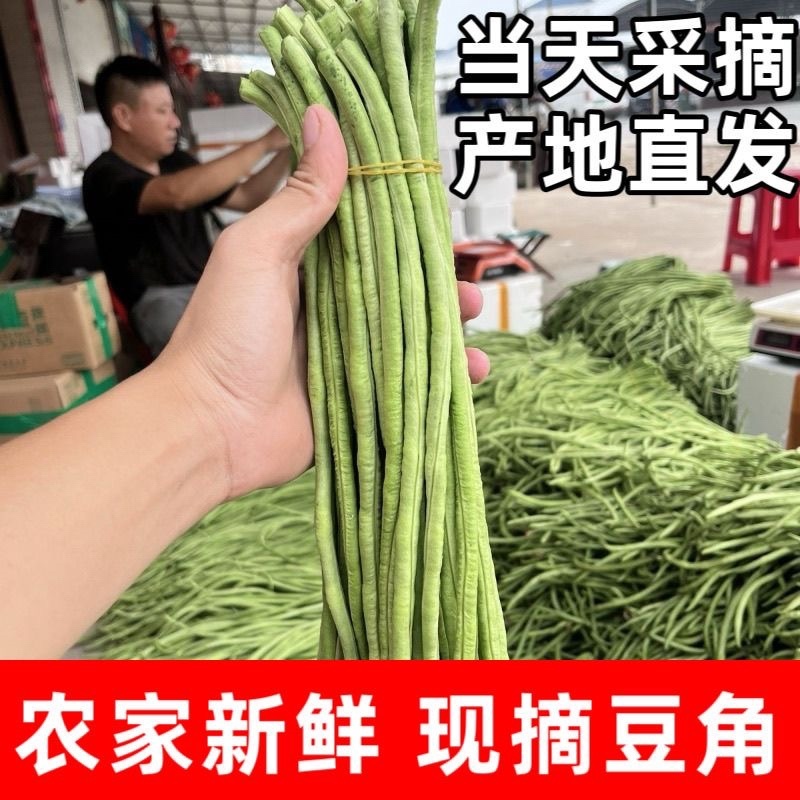 大量供应豆角产地发货规格齐全价格优惠全国发货