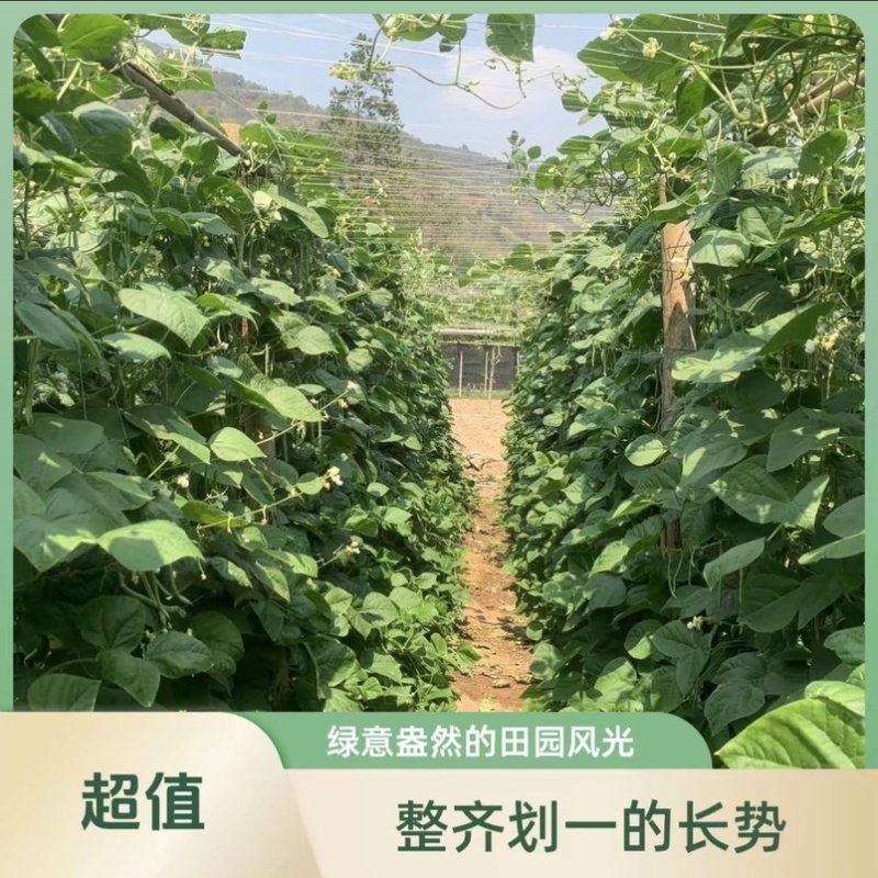 大量供应豆角产地发货规格齐全价格优惠全国发货