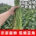 大量供应豆角产地发货规格齐全价格优惠全国发货