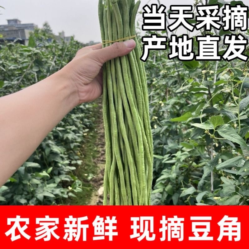 大量供应豆角产地发货规格齐全价格优惠全国发货