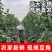 大量供应豆角产地发货规格齐全价格优惠全国发货