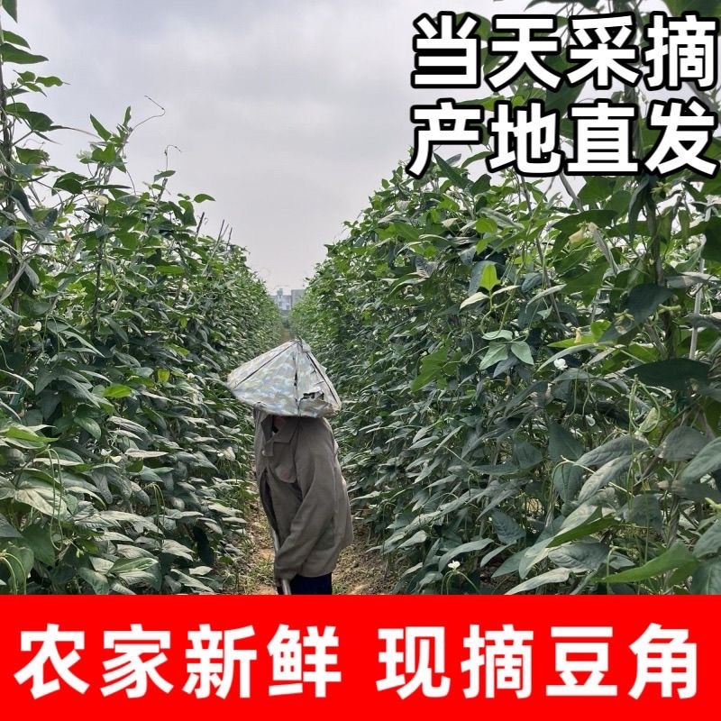 大量供应豆角产地发货规格齐全价格优惠全国发货