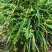 湘西野生石菖蒲
