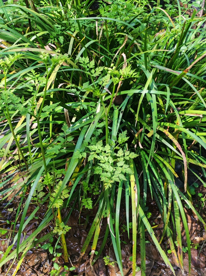 湘西野生石菖蒲