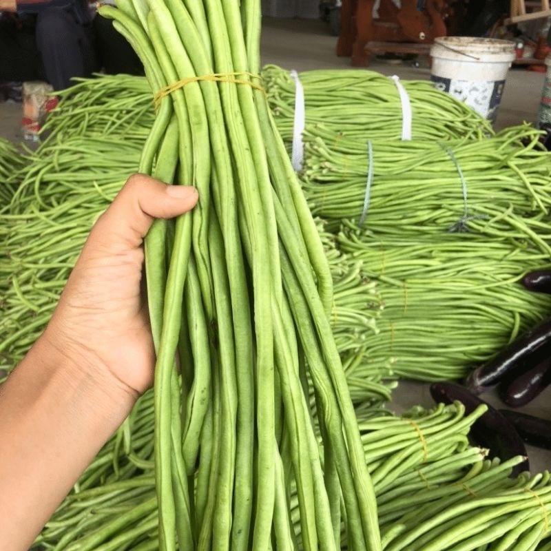 大量供应豆角产地发货规格齐全价格优惠全国发货