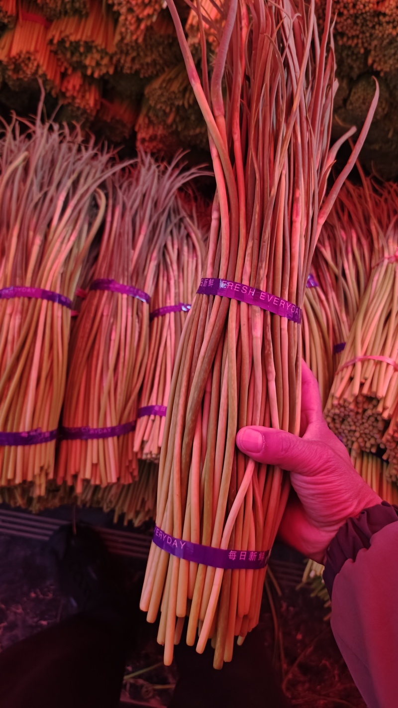 2026年新蒜苔红帽蒜苔白帽蒜苔常年代收代存，常年有货