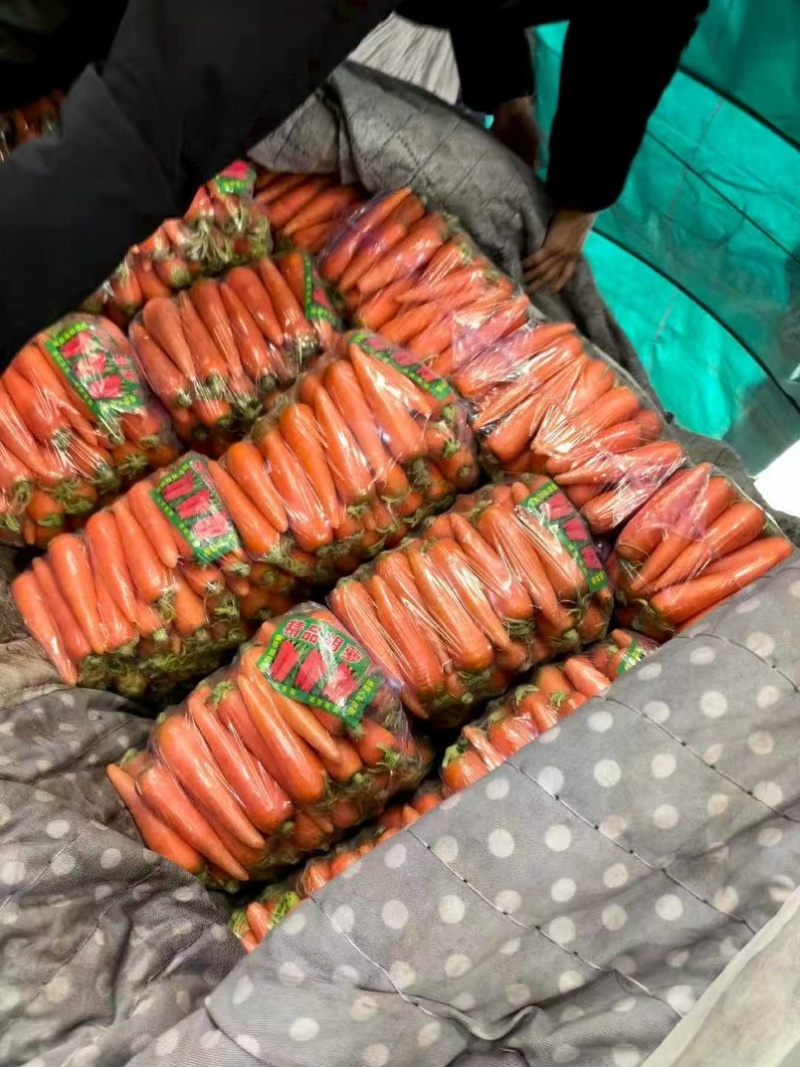 常年供应胡萝卜大红二红全国发货批发电商市场价格低