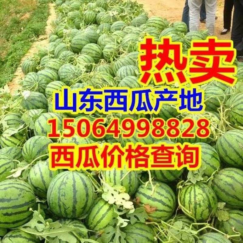 山东西瓜产地批发价格优惠。甜王西瓜价格咨询电话，全国发货