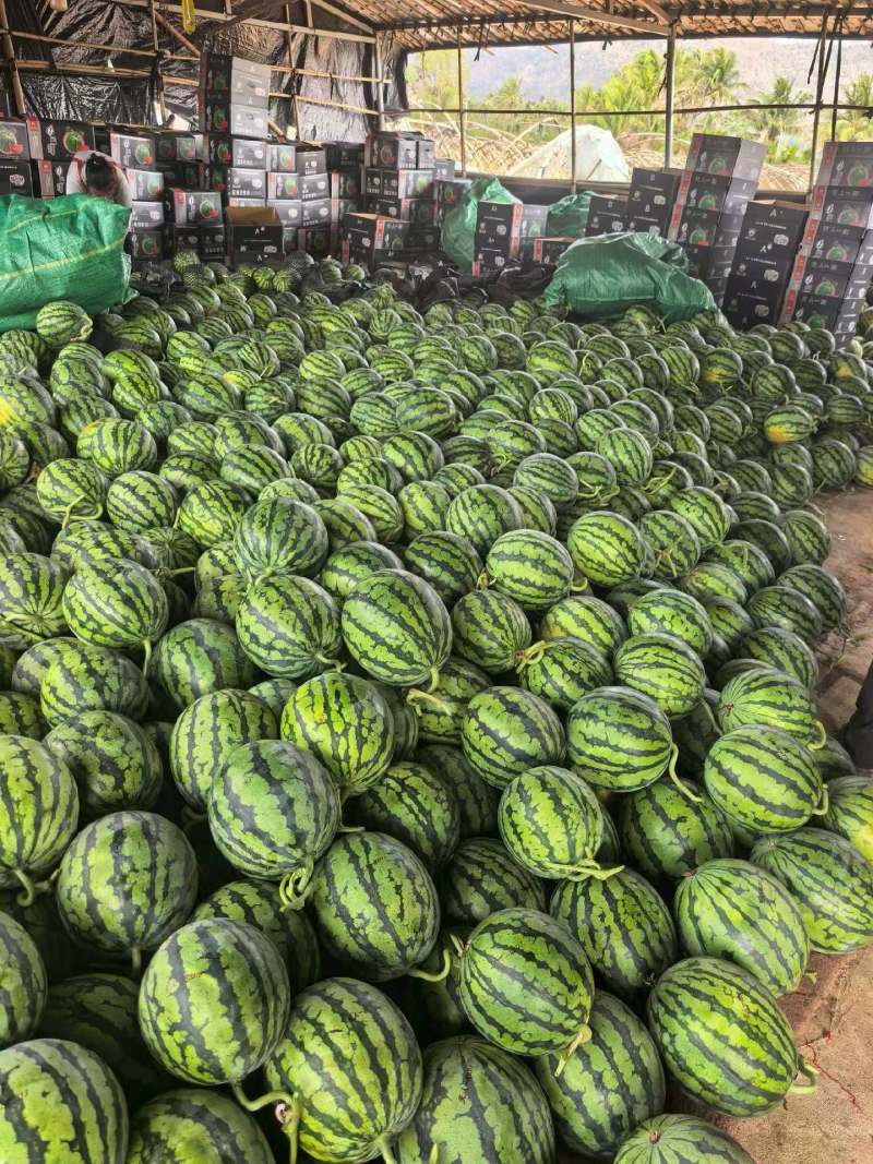 西瓜产地一手货源量大价优保质保量欢迎联系看货