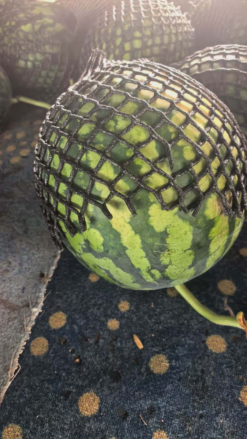 西瓜产地一手货源量大价优保质保量欢迎联系看货