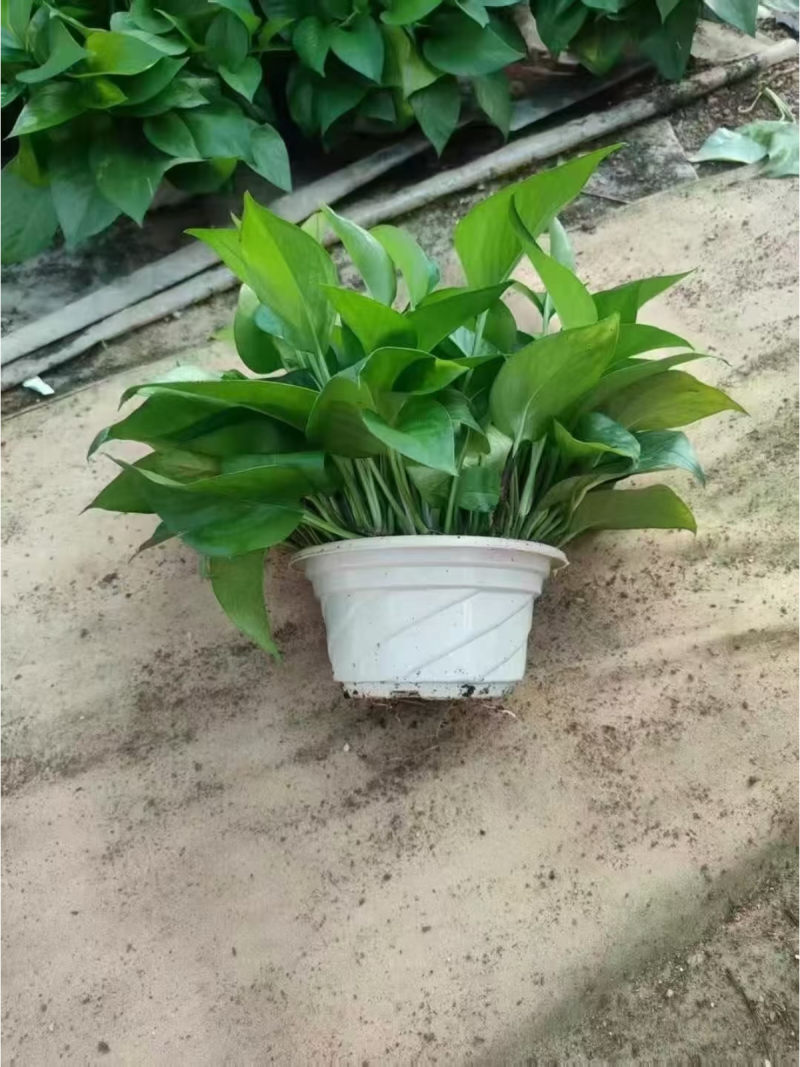小盼菩提袋装、绿萝盆栽