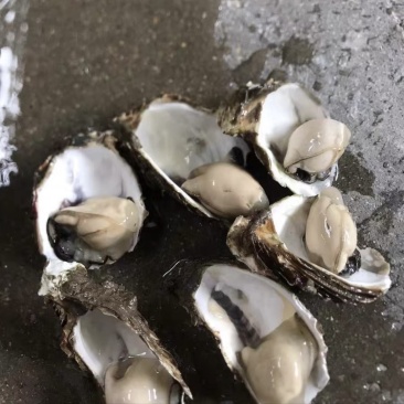 潮汕牡蛎蚝头批发产地直销，当天打捞当天发货，肥满鲜度保证