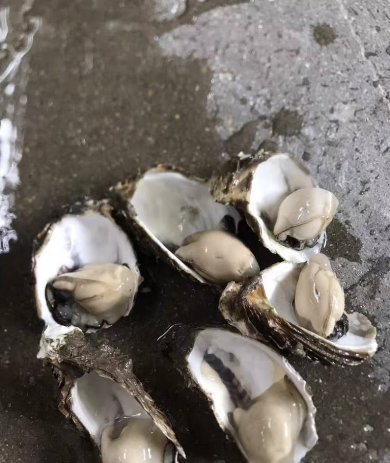 潮汕牡蛎蚝头批发产地直销，当天打捞当天发货，肥满鲜度保证