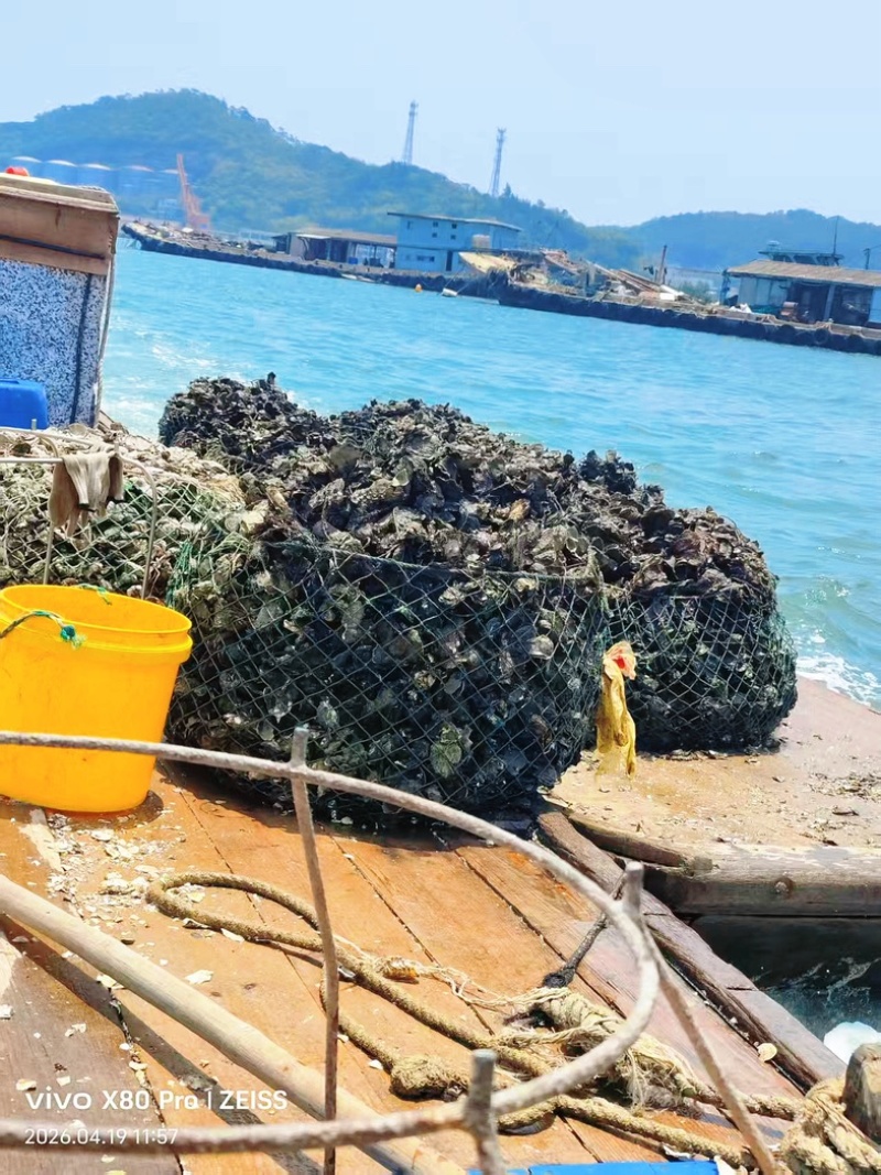潮汕牡蛎蚝头批发产地直销，当天打捞当天发货，肥满鲜度保证