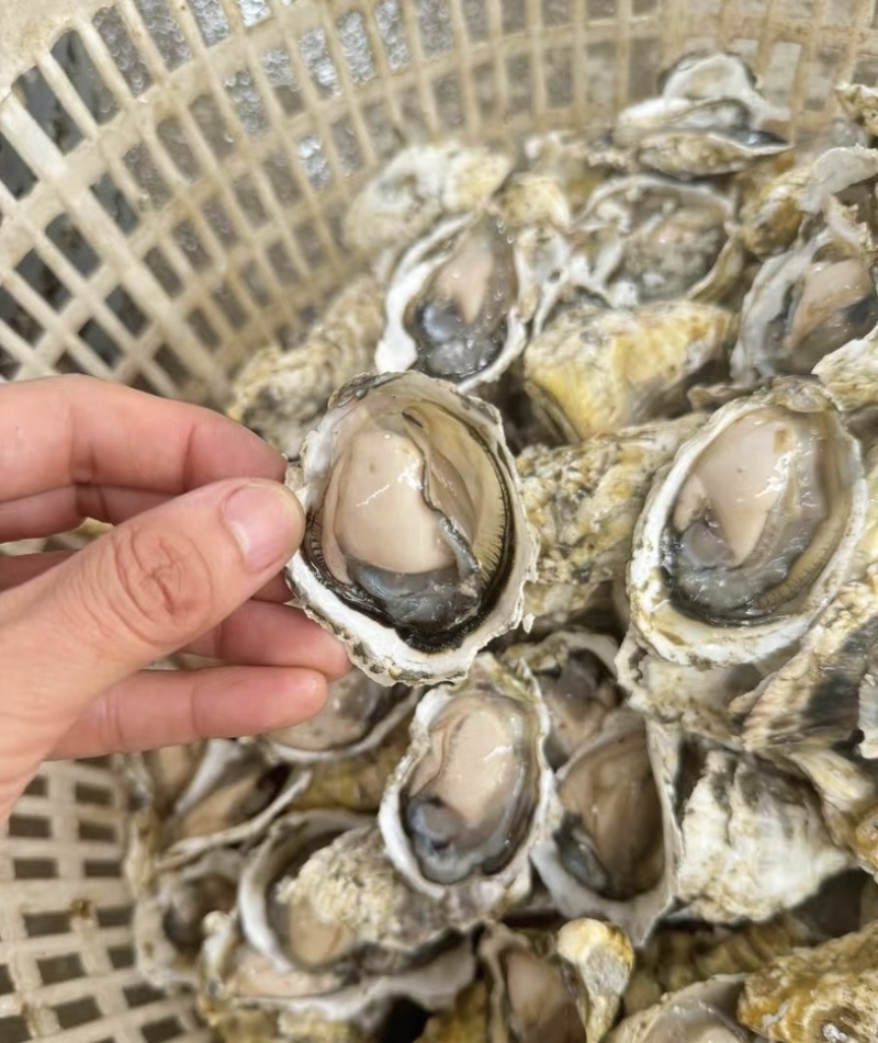 潮汕牡蛎蚝头批发产地直销，当天打捞当天发货，肥满鲜度保证