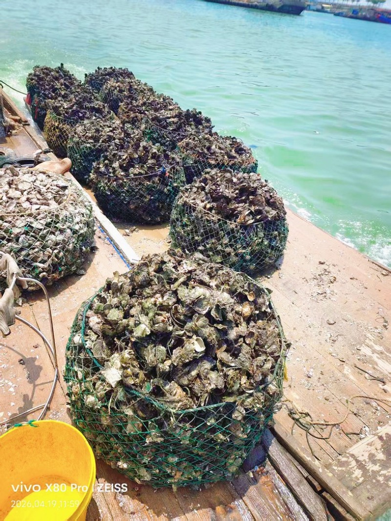 潮汕牡蛎蚝头批发产地直销，当天打捞当天发货，肥满鲜度保证